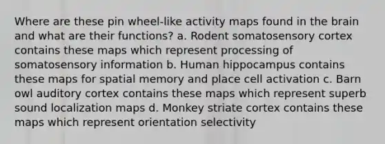 Where are these pin wheel-like activity maps found in the brain and what are their functions? a. Rodent somatosensory cortex contains these maps which represent processing of somatosensory information b. Human hippocampus contains these maps for spatial memory and place cell activation c. Barn owl auditory cortex contains these maps which represent superb sound localization maps d. Monkey striate cortex contains these maps which represent orientation selectivity