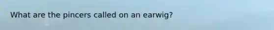 What are the pincers called on an earwig?