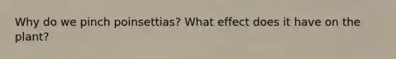 Why do we pinch poinsettias? What effect does it have on the plant?