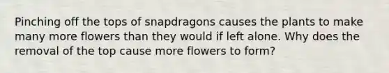 Pinching off the tops of snapdragons causes the plants to make many more flowers than they would if left alone. Why does the removal of the top cause more flowers to form?