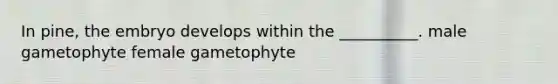 In pine, the embryo develops within the __________. male gametophyte female gametophyte