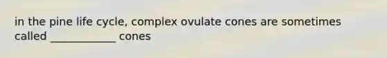 in the pine life cycle, complex ovulate cones are sometimes called ____________ cones