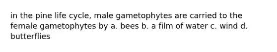 in the pine life cycle, male gametophytes are carried to the female gametophytes by a. bees b. a film of water c. wind d. butterflies