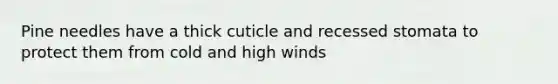 Pine needles have a thick cuticle and recessed stomata to protect them from cold and high winds