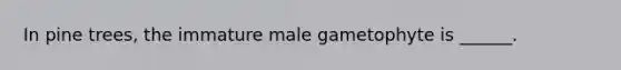 In pine trees, the immature male gametophyte is ______.