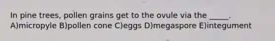 In pine trees, pollen grains get to the ovule via the _____. A)micropyle B)pollen cone C)eggs D)megaspore E)integument
