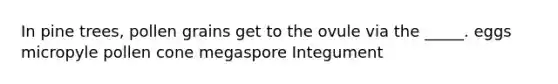 In pine trees, pollen grains get to the ovule via the _____. eggs micropyle pollen cone megaspore Integument