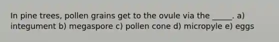 In pine trees, pollen grains get to the ovule via the _____. a) integument b) megaspore c) pollen cone d) micropyle e) eggs