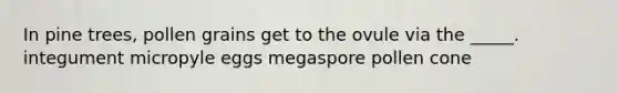 In pine trees, pollen grains get to the ovule via the _____. integument micropyle eggs megaspore pollen cone