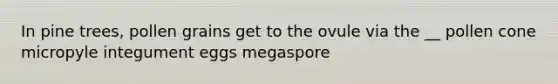 In pine trees, pollen grains get to the ovule via the __ pollen cone micropyle integument eggs megaspore