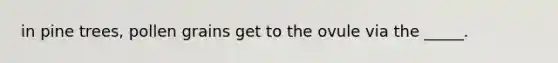 in pine trees, pollen grains get to the ovule via the _____.