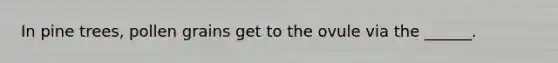 In pine trees, pollen grains get to the ovule via the ______.