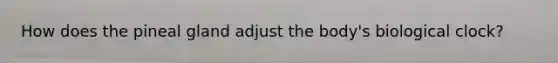 How does the pineal gland adjust the body's biological clock?
