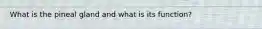 What is the pineal gland and what is its function?