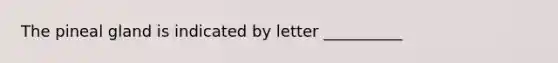 The pineal gland is indicated by letter __________