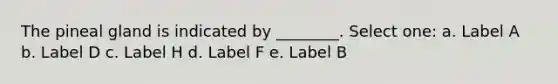 The pineal gland is indicated by ________. Select one: a. Label A b. Label D c. Label H d. Label F e. Label B