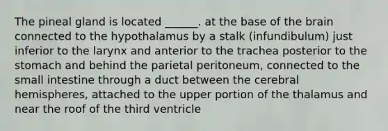 The pineal gland is located ______. at the base of the brain connected to the hypothalamus by a stalk (infundibulum) just inferior to the larynx and anterior to the trachea posterior to the stomach and behind the parietal peritoneum, connected to the small intestine through a duct between the cerebral hemispheres, attached to the upper portion of the thalamus and near the roof of the third ventricle