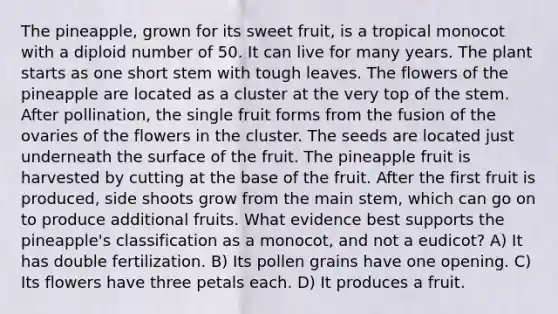 The pineapple, grown for its sweet fruit, is a tropical monocot with a diploid number of 50. It can live for many years. The plant starts as one short stem with tough leaves. The flowers of the pineapple are located as a cluster at the very top of the stem. After pollination, the single fruit forms from the fusion of the ovaries of the flowers in the cluster. The seeds are located just underneath the surface of the fruit. The pineapple fruit is harvested by cutting at the base of the fruit. After the first fruit is produced, side shoots grow from the main stem, which can go on to produce additional fruits. What evidence best supports the pineapple's classification as a monocot, and not a eudicot? A) It has double fertilization. B) Its pollen grains have one opening. C) Its flowers have three petals each. D) It produces a fruit.