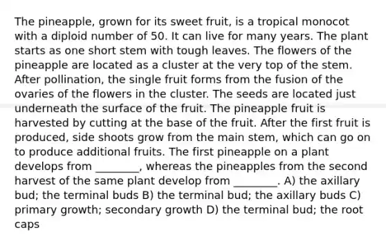 The pineapple, grown for its sweet fruit, is a tropical monocot with a diploid number of 50. It can live for many years. The plant starts as one short stem with tough leaves. The flowers of the pineapple are located as a cluster at the very top of the stem. After pollination, the single fruit forms from the fusion of the ovaries of the flowers in the cluster. The seeds are located just underneath the surface of the fruit. The pineapple fruit is harvested by cutting at the base of the fruit. After the first fruit is produced, side shoots grow from the main stem, which can go on to produce additional fruits. The first pineapple on a plant develops from ________, whereas the pineapples from the second harvest of the same plant develop from ________. A) the axillary bud; the terminal buds B) the terminal bud; the axillary buds C) primary growth; secondary growth D) the terminal bud; the root caps