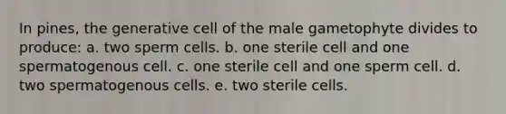 In pines, the generative cell of the male gametophyte divides to produce: a. two sperm cells. b. one sterile cell and one spermatogenous cell. c. one sterile cell and one sperm cell. d. two spermatogenous cells. e. two sterile cells.