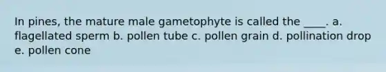 In pines, the mature male gametophyte is called the ____. a. flagellated sperm b. pollen tube c. pollen grain d. pollination drop e. pollen cone