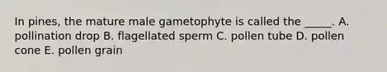 In pines, the mature male gametophyte is called the _____. A. pollination drop B. flagellated sperm C. pollen tube D. pollen cone E. pollen grain