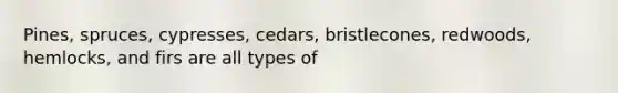 Pines, spruces, cypresses, cedars, bristlecones, redwoods, hemlocks, and firs are all types of