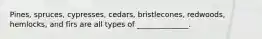Pines, spruces, cypresses, cedars, bristlecones, redwoods, hemlocks, and firs are all types of ______________.