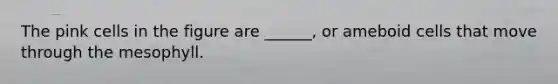 The pink cells in the figure are ______, or ameboid cells that move through the mesophyll.
