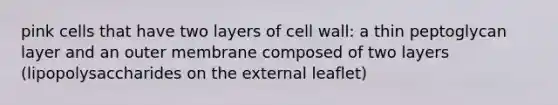 pink cells that have two layers of cell wall: a thin peptoglycan layer and an outer membrane composed of two layers (lipopolysaccharides on the external leaflet)