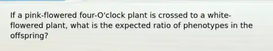 If a pink-flowered four-O'clock plant is crossed to a white-flowered plant, what is the expected ratio of phenotypes in the offspring?