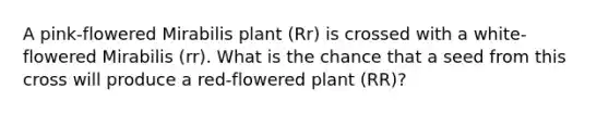 A pink-flowered Mirabilis plant (Rr) is crossed with a white-flowered Mirabilis (rr). What is the chance that a seed from this cross will produce a red-flowered plant (RR)?