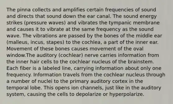 The pinna collects and amplifies certain frequencies of sound and directs that sound down the ear canal. The sound energy strikes (pressure waves) and vibrates the tympanic membrane and causes it to vibrate at the same frequency as the sound wave. The vibrations are passed by the bones of the middle ear (malleus, incus, stapes) to the cochlea, a part of the inner ear. Movement of these bones causes movement of the oval window.The auditory (cochlear) nerve carries information from the inner hair cells to the cochlear nucleus of <a href='https://www.questionai.com/knowledge/kLMtJeqKp6-the-brain' class='anchor-knowledge'>the brain</a>stem. Each fiber is a labeled line, carrying information about only one frequency. Information travels from the cochlear nucleus through a number of nuclei to the primary auditory cortex in the temporal lobe. This opens ion channels, just like in the auditory system, causing the cells to depolarize or hyperpolarize.