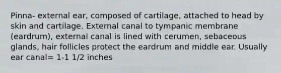 Pinna- external ear, composed of cartilage, attached to head by skin and cartilage. External canal to tympanic membrane (eardrum), external canal is lined with cerumen, sebaceous glands, hair follicles protect the eardrum and middle ear. Usually ear canal= 1-1 1/2 inches