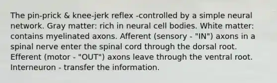 The pin-prick & knee-jerk reflex -controlled by a simple neural network. Gray matter: rich in neural cell bodies. White matter: contains myelinated axons. Afferent (sensory - "IN") axons in a spinal nerve enter the spinal cord through the dorsal root. Efferent (motor - "OUT") axons leave through the ventral root. Interneuron - transfer the information.