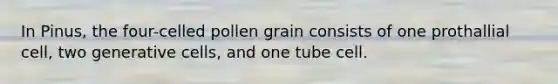 In Pinus, the four-celled pollen grain consists of one prothallial cell, two generative cells, and one tube cell.