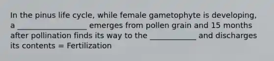 In the pinus life cycle, while female gametophyte is developing, a __________________ emerges from pollen grain and 15 months after pollination finds its way to the ____________ and discharges its contents = Fertilization