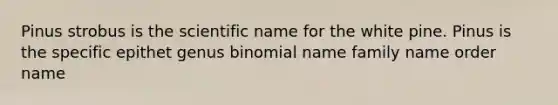 Pinus strobus is the scientific name for the white pine. Pinus is the specific epithet genus binomial name family name order name