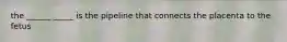 the ______ _____ is the pipeline that connects the placenta to the fetus