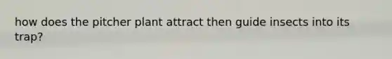 how does the pitcher plant attract then guide insects into its trap?