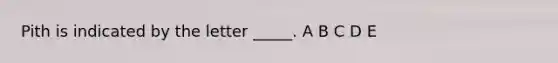 Pith is indicated by the letter _____. A B C D E