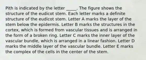 Pith is indicated by the letter _____. The figure shows the structure of the eudicot stem. Each letter marks a definite structure of the eudicot stem. Letter A marks the layer of the stem below the epidermis. Letter B marks the structures in the cortex, which is formed from vascular tissues and is arranged in the form of a broken ring. Letter C marks the inner layer of the vascular bundle, which is arranged in a linear fashion. Letter D marks the middle layer of the vascular bundle. Letter E marks the complex of the cells in the center of the stem.