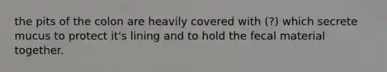 the pits of the colon are heavily covered with (?) which secrete mucus to protect it's lining and to hold the fecal material together.