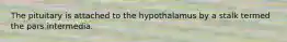 The pituitary is attached to the hypothalamus by a stalk termed the pars intermedia.