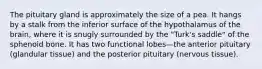 The pituitary gland is approximately the size of a pea. It hangs by a stalk from the inferior surface of the hypothalamus of the brain, where it is snugly surrounded by the "Turk's saddle" of the sphenoid bone. It has two functional lobes—the anterior pituitary (glandular tissue) and the posterior pituitary (nervous tissue).