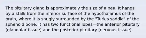 The pituitary gland is approximately the size of a pea. It hangs by a stalk from the inferior surface of the hypothalamus of the brain, where it is snugly surrounded by the "Turk's saddle" of the sphenoid bone. It has two functional lobes—the anterior pituitary (glandular tissue) and the posterior pituitary (nervous tissue).