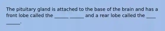 The pituitary gland is attached to the base of the brain and has a front lobe called the ______ ______ and a rear lobe called the ____ ______.