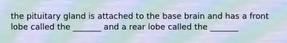 the pituitary gland is attached to the base brain and has a front lobe called the _______ and a rear lobe called the _______