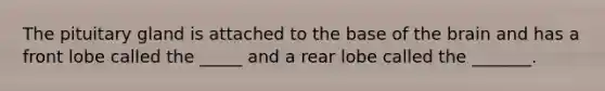 The pituitary gland is attached to the base of the brain and has a front lobe called the _____ and a rear lobe called the _______.