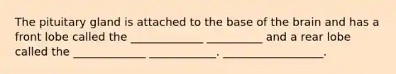 The pituitary gland is attached to the base of the brain and has a front lobe called the _____________ __________ and a rear lobe called the _____________ ____________. __________________.